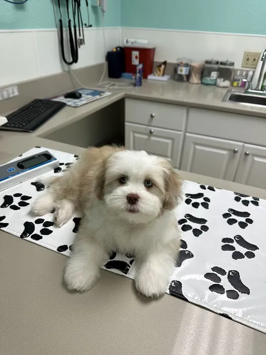 Galveston Veterinary Clinic Picture 5
