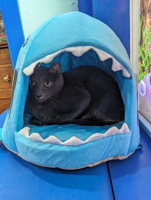 The Cat Clinic Picture 1