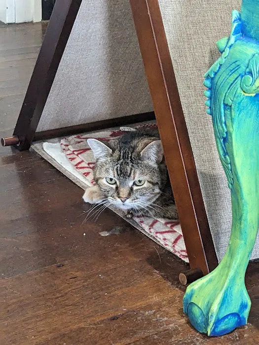 The Cat Clinic Picture 4