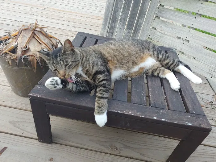 The Cat Clinic Picture 9