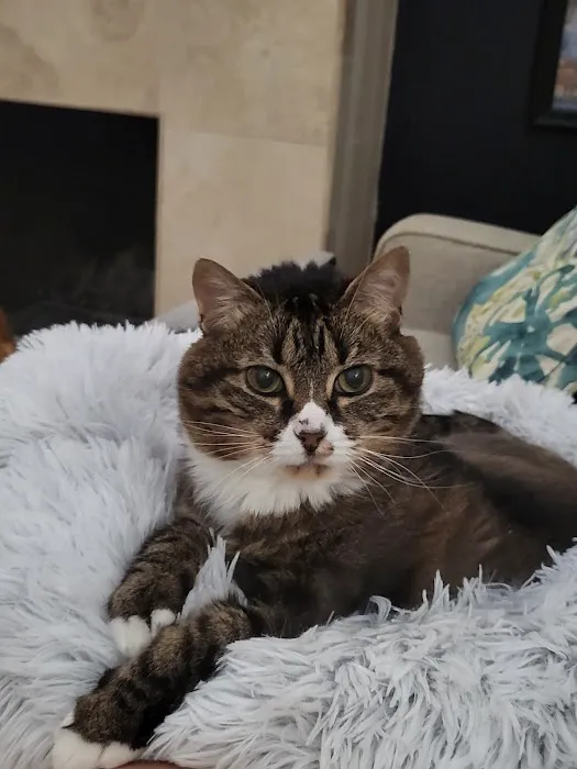 The Cat Clinic Picture 7