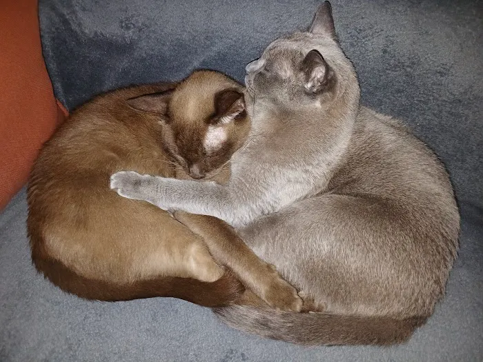 The Cat Clinic Picture 8