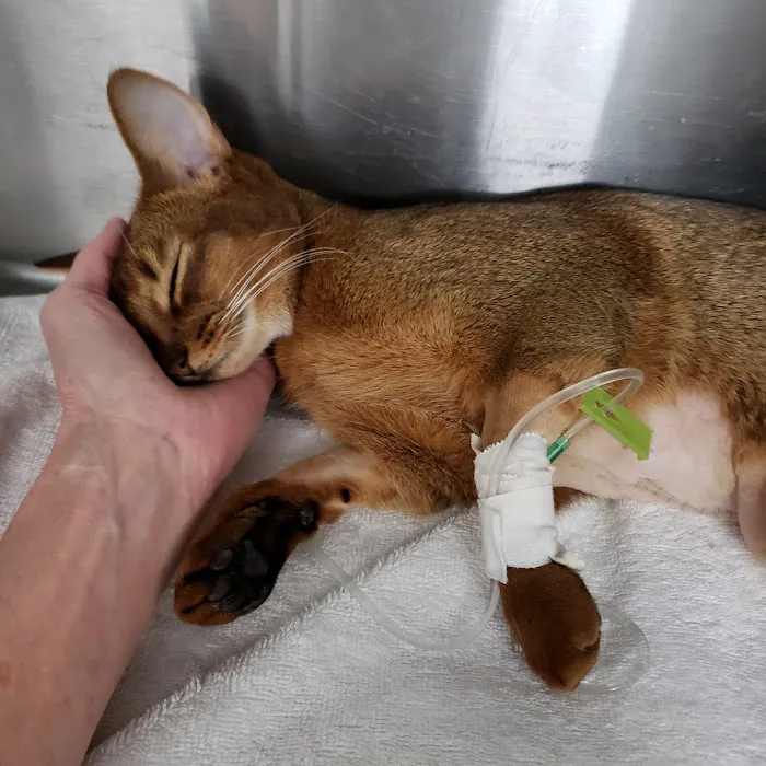 The Animal Clinic Picture 1