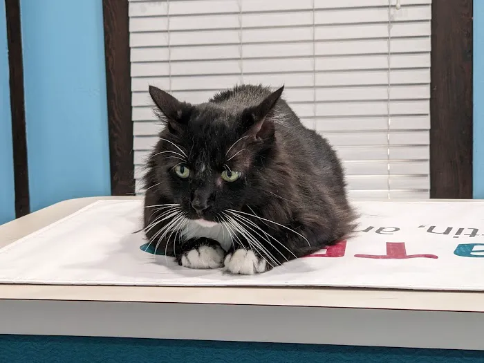 The Animal Clinic Picture 2