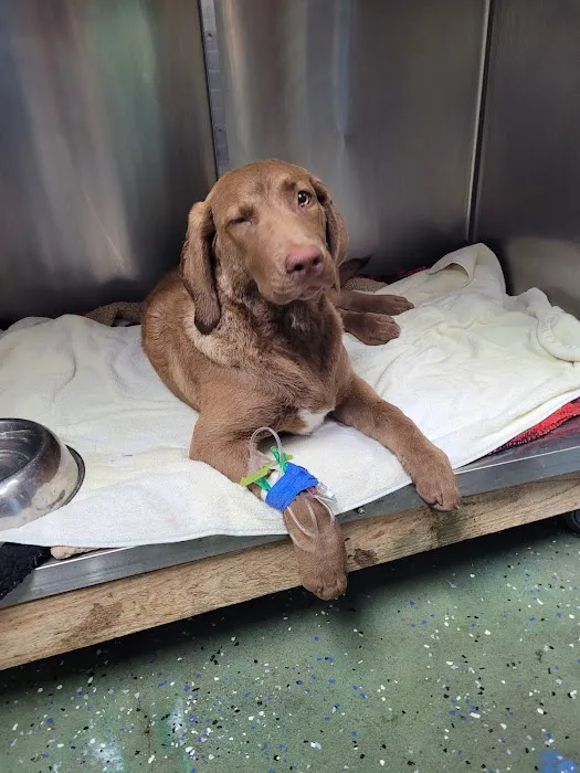 The Animal Clinic Picture 10