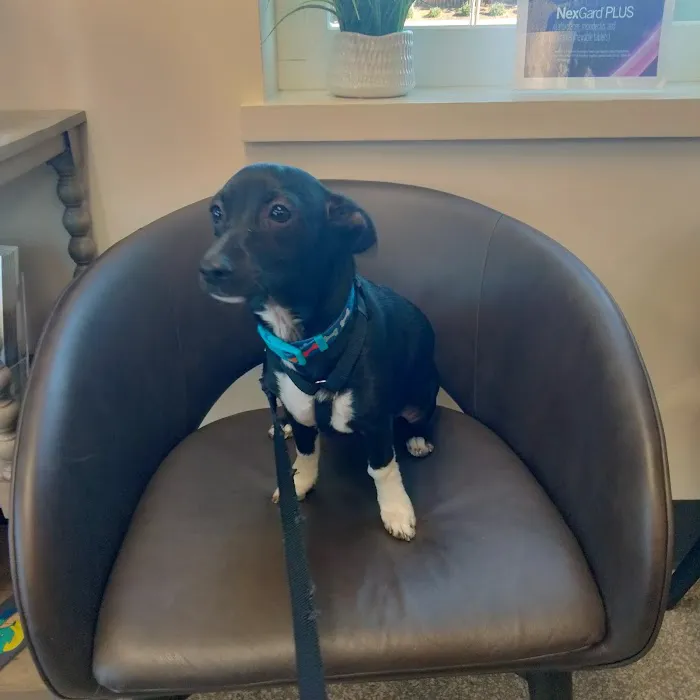 Lincoln Pet Clinic Picture 1