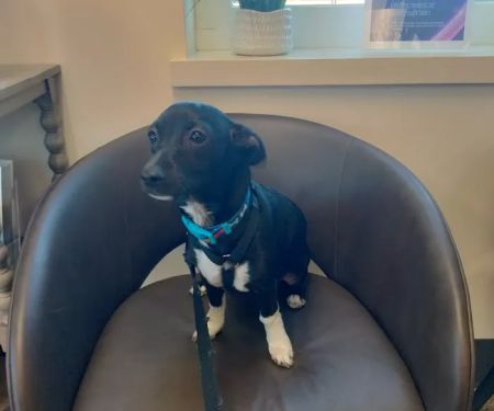 Lincoln Pet Clinic
