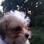 Critter Creek Veterinary Hospital