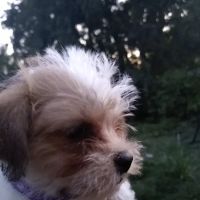 Critter Creek Veterinary Hospital ico