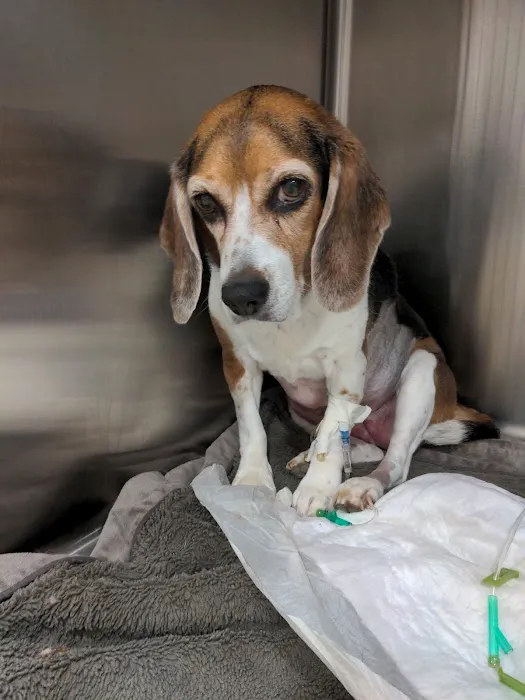 Critter Creek Veterinary Hospital Picture 6