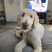 Lincoln Hills Veterinary Hospital ico