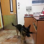 Banfield Pet Hospital