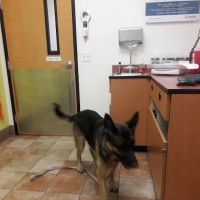 Banfield Pet Hospital ico
