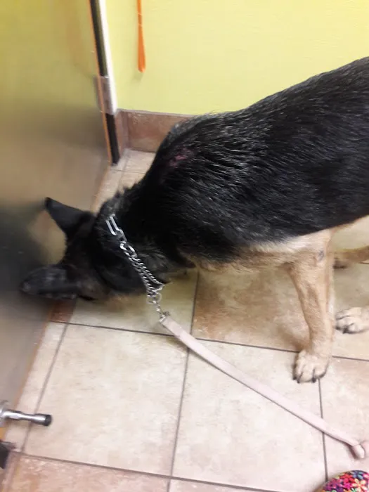 Banfield Pet Hospital Picture 4