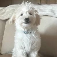 Gold Country Veterinary Hospital ico