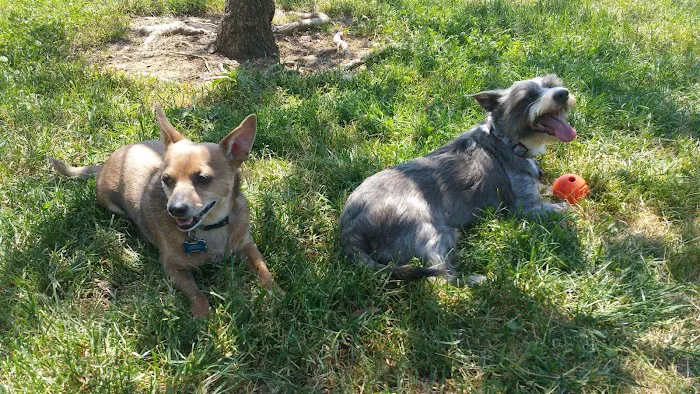 Gold Country Veterinary Hospital Picture 3
