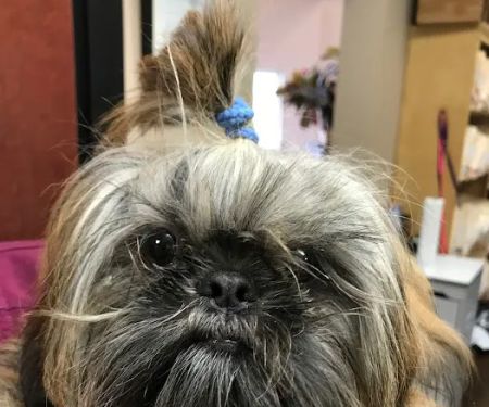 North Fork Vet Clinic