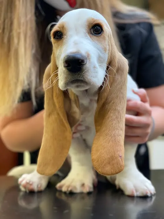 North Fork Vet Clinic Picture 10