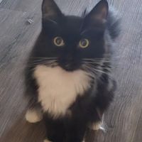 Vetco Total Care Animal Hospital ico