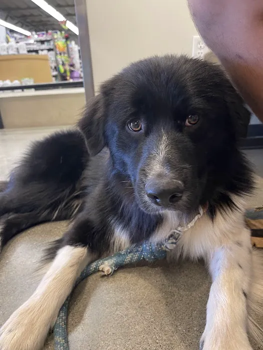 Vetco Total Care Animal Hospital Picture 4