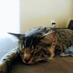Animal Spay & Neuter
