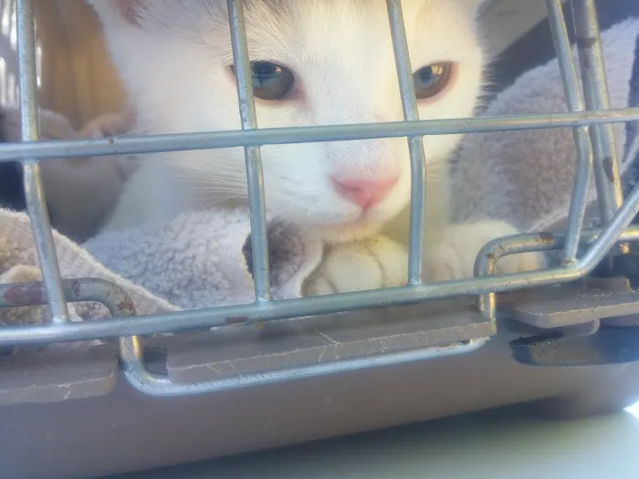 Animal Spay & Neuter Picture 2