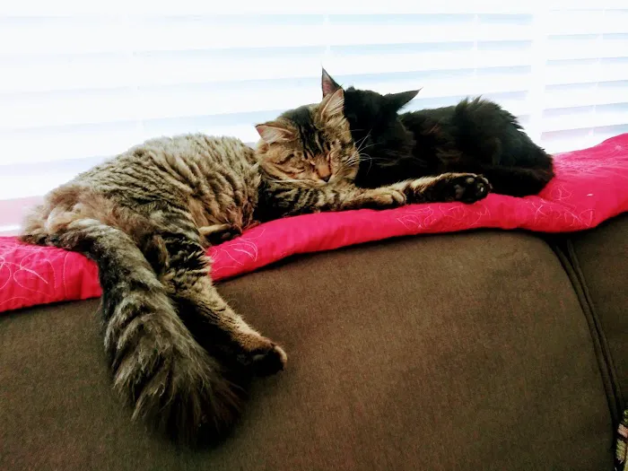 Animal Spay & Neuter Picture 4