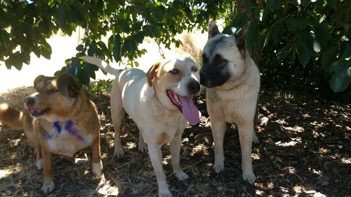 Animal Spay & Neuter Picture 10