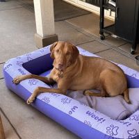 Companion Animal Hospital ico