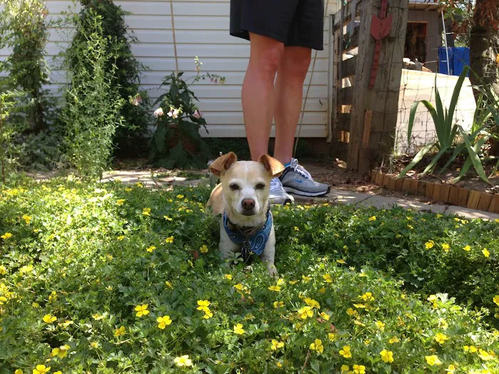 Companion Animal Hospital Picture 3
