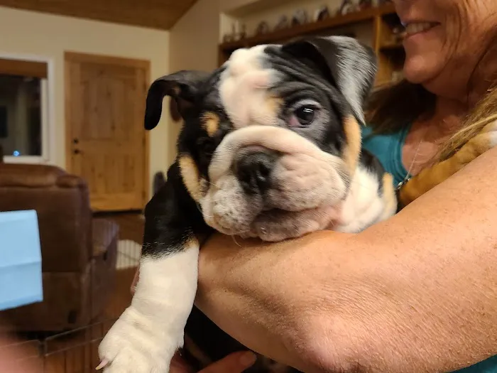 Companion Animal Hospital Picture 4
