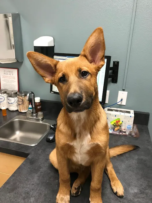 Goldorado Animal Hospital Picture 5
