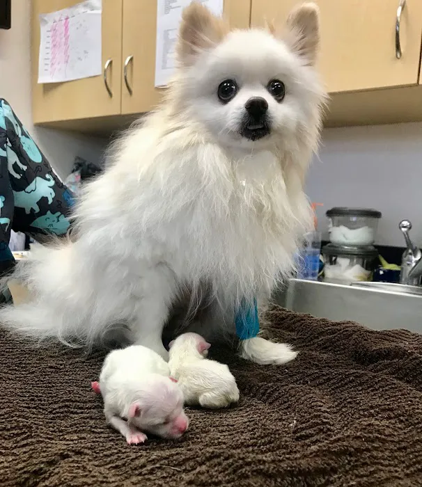 Goldorado Animal Hospital Picture 9