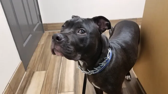 Goldorado Animal Hospital Picture 8
