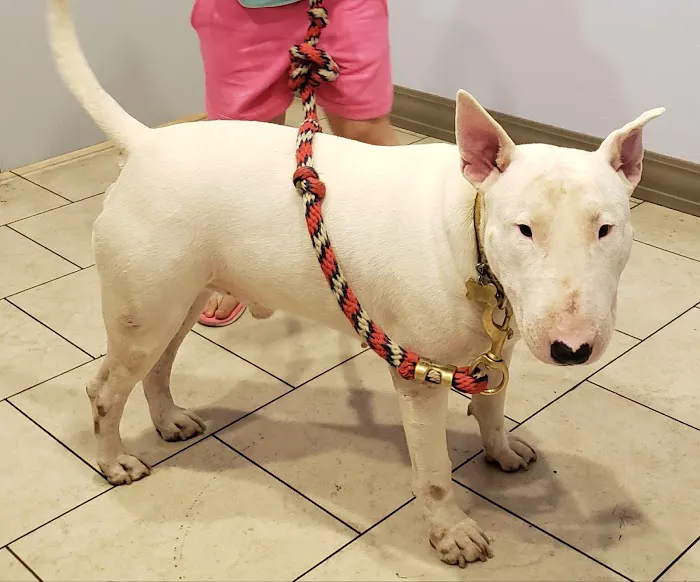 Airport Pet Clinic Picture 1