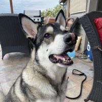 Shingle Springs Veterinary Clinic ico