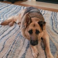Southampton Veterinary Clinic ico