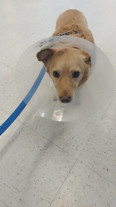 Shadow Hills Pet Clinic Picture 2