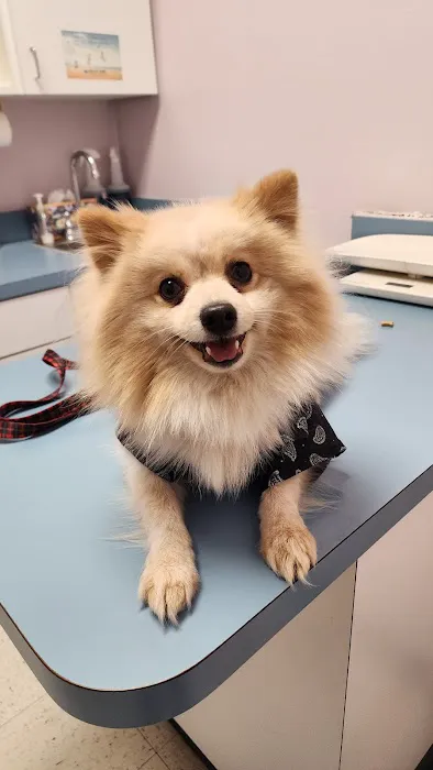 Shadow Hills Pet Clinic Picture 1