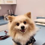 Shadow Hills Pet Clinic