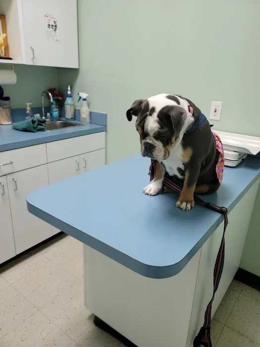 Shadow Hills Pet Clinic Picture 3