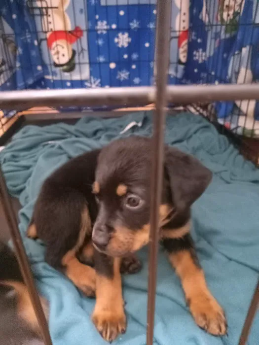 Pacoima Pet Clinic Picture 1