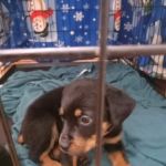 Pacoima Pet Clinic