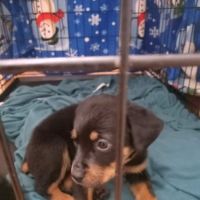 Pacoima Pet Clinic ico