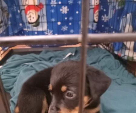 Pacoima Pet Clinic