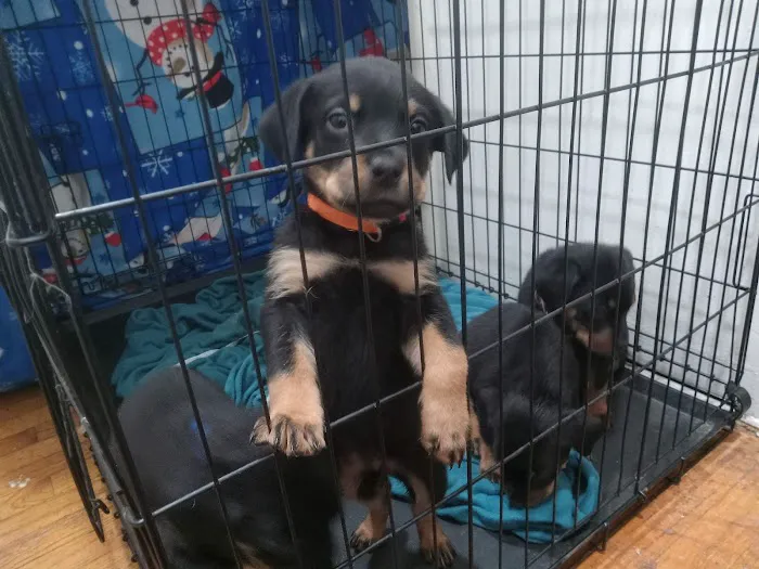 Pacoima Pet Clinic Picture 4