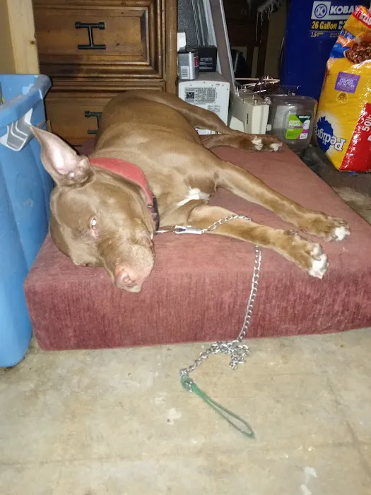 Pacoima Pet Clinic Picture 7