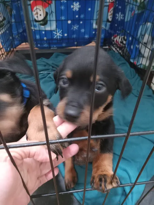 Pacoima Pet Clinic Picture 8