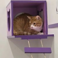 Pet Medical Center- Sunland ico