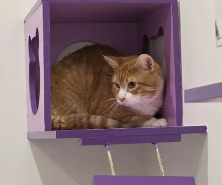 Pet Medical Center- Sunland